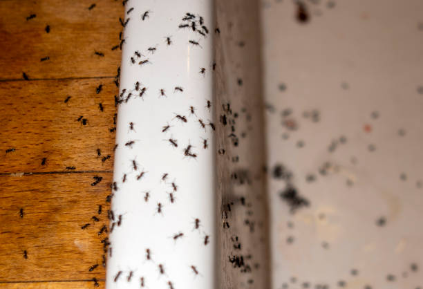 Professional Pest Control in Stockton University, NJ