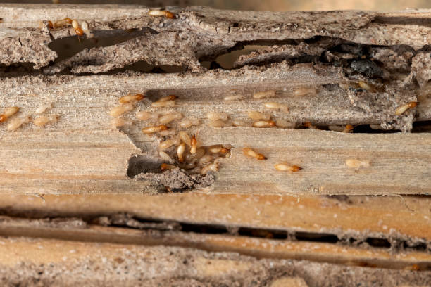 Best Pest Control Near Me in Stockton University, NJ